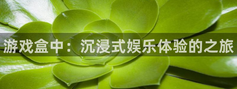 杏盛主管